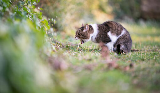 Elderly cat throwing up food best sale